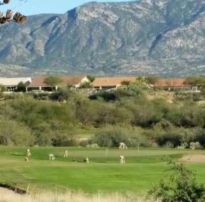 Deer on the green at Mountain View.