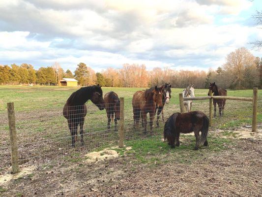 Geldings meet GildaBlu