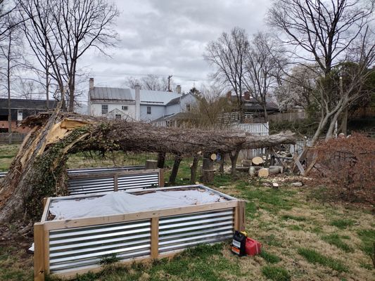 Storm damaged tree that broke the fences