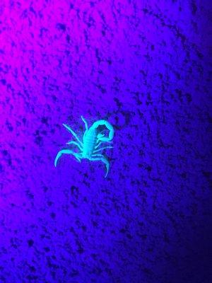 Nighttime scorpion hunt