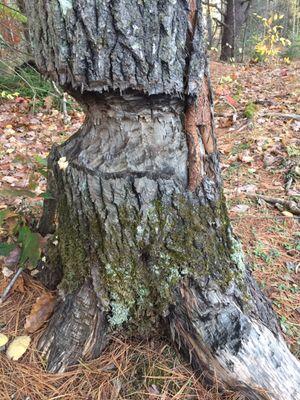 Beaver chewed tree