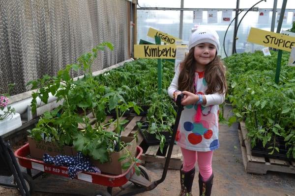 We will have our famous organic heirloom tomatoes, from colorful cherry tomatoes, to cooking paste, and bright, beautiful slicers!