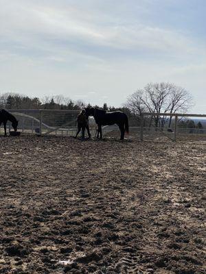 Windfall Equestrian Center