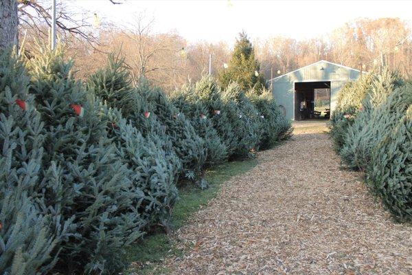 Pre cut Fraser Fir