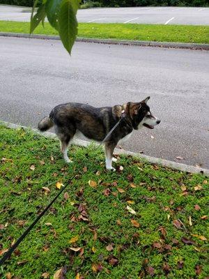 Huskey german Sheppard mix looking great after his bath and deshedding