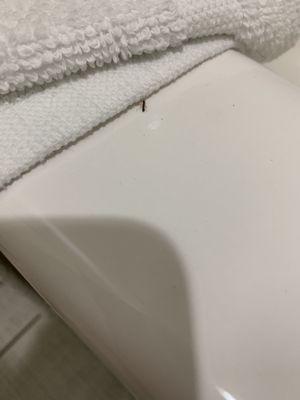 Ants on towel