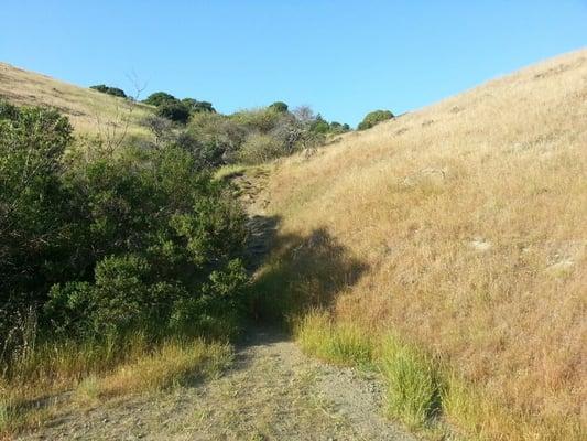 Base of trail at the fire road... this is just passed the little trickling stream