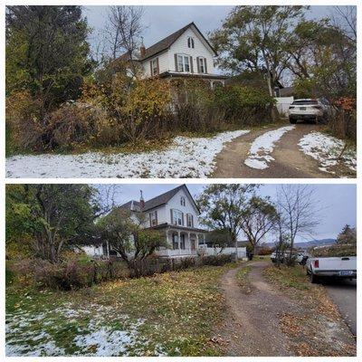 Helena Hedge Trimming