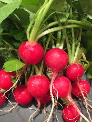 Spring radishes