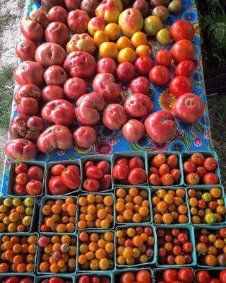 Summer time tomatoes!