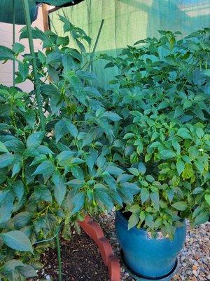 My chili plants are thriving! I think one of them is outgrowing its pot.