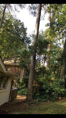 we remove trees total tree care