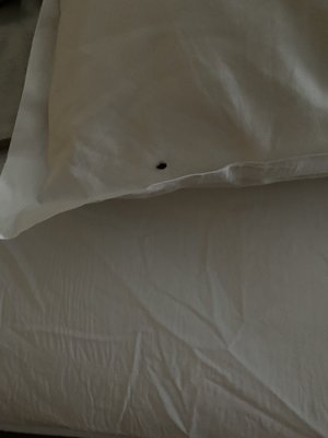 Bed bug