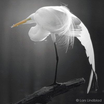 "Egret Pose" by Lars Lindblad