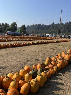 Pumpkins!