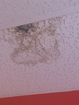 Mold that is making me sick.