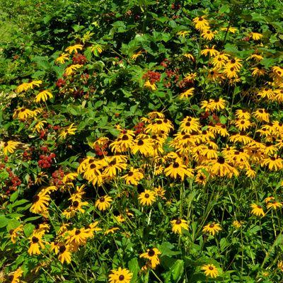 The berry bed designed with blooms to bring in more color.