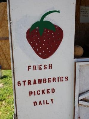 Fresh strawberries