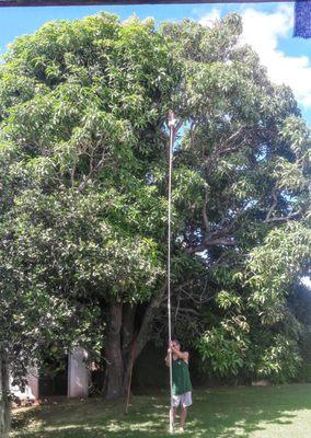 picking basket is 20ft tall