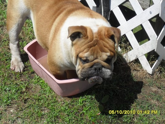 (Butch) Simon's Son trying to sit in this pail