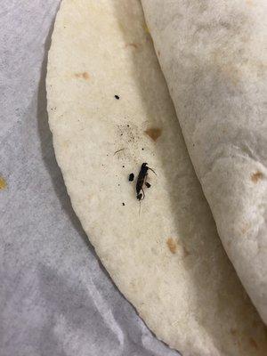 Unwrapped my burrito to find a bug.