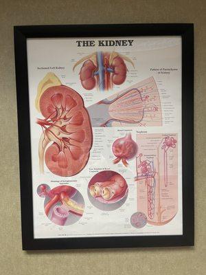 Nephrology Associates PA