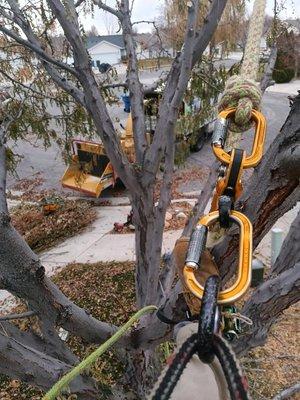 Orangutan Tree Service