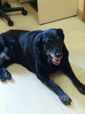 Our 14-year-old black lab, happy to be visiting the staff.  RIP Jazzy.