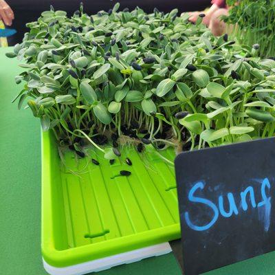 Sprouted sunflower micro greens