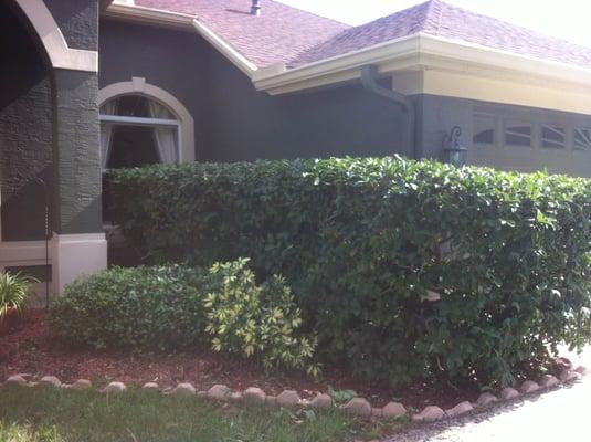 Hedges trimmed.