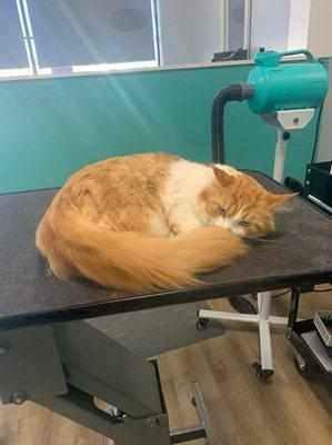 We groom cats too!