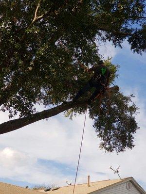 Trimming up the beautiful laurel oak