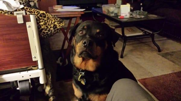 My big baby Rotti