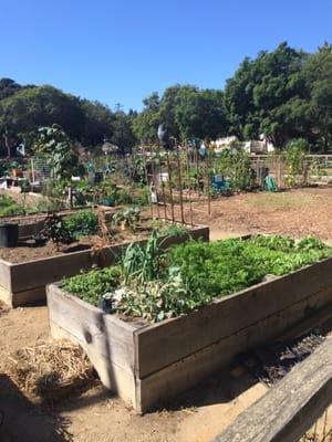 Community garden area