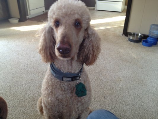 Happy PetSmart groom customer!