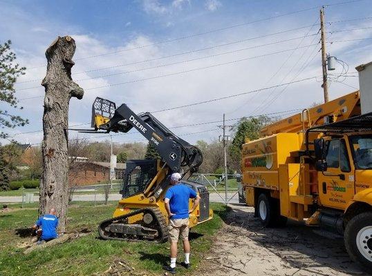 Walnut Removal