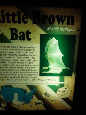 Little brown bat. It was dark in here.