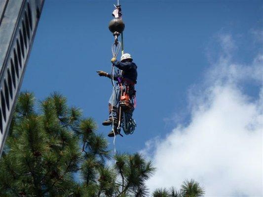 Don Taylor Tree Service