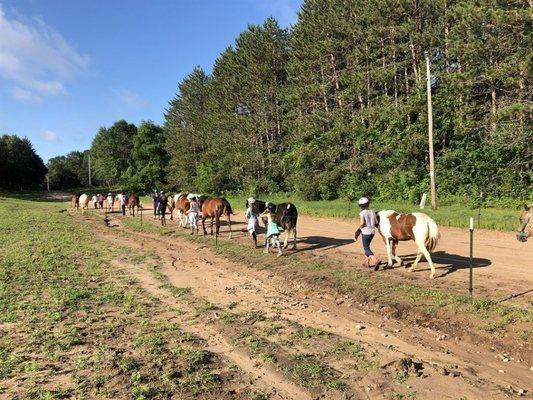 Wild West Horses