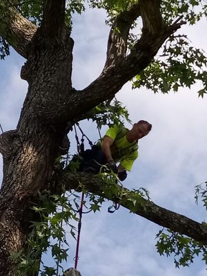 Reliable Tree Service