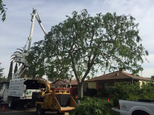 Chinese Elm-After