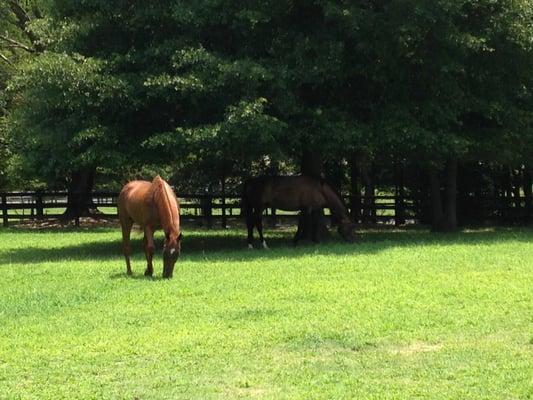 Happy horse in his own pasture...