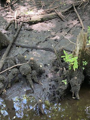 racoon tracks