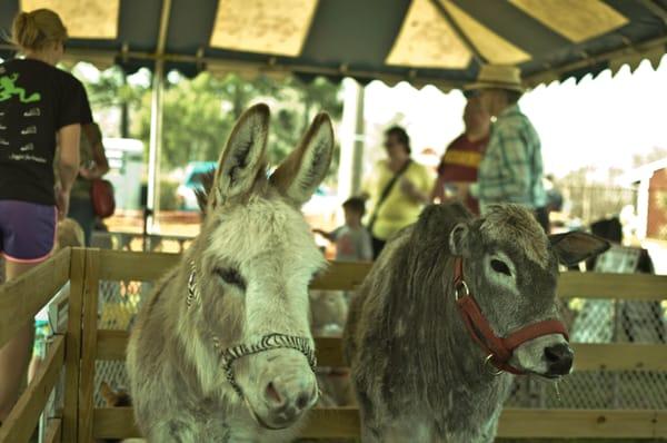 Beach Party Ponies & Barnyard Petting Zoo