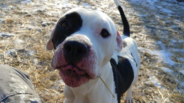 Nervous dogs just need a way to informed of what's happening. 3