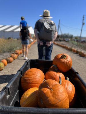 Pumpkins!