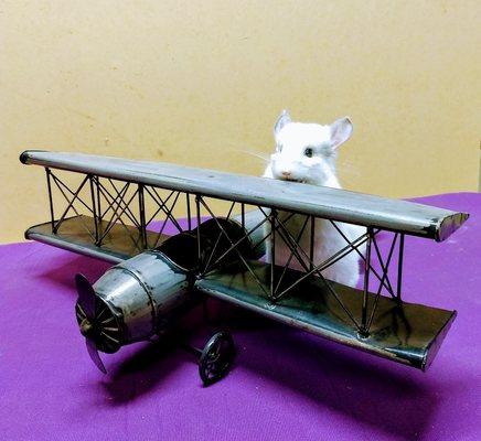 White Chinchilla getting ready for flight.