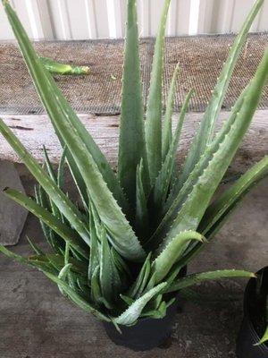 Aloe Vera available now! call 281-558-1500  for pricing