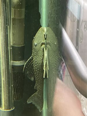 Green phantom pleco in front display tank.