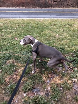 This is Hudson the railroad puppy multitasking! Such a talented and well behaved pup.